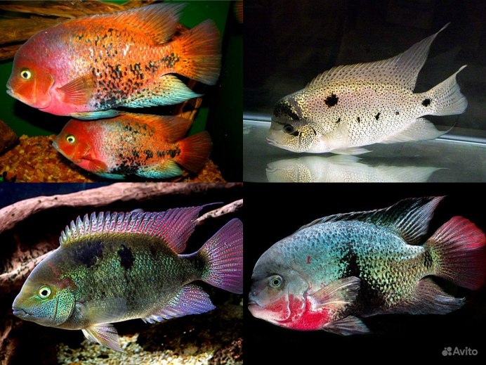 Блю Демпси аквариумная рыбка