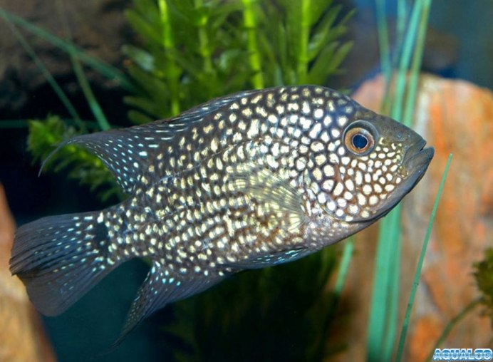 Вьеха макуликауда