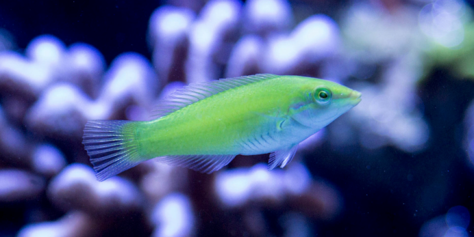 Тамарин зеленый (Halichoeres chloropterus)