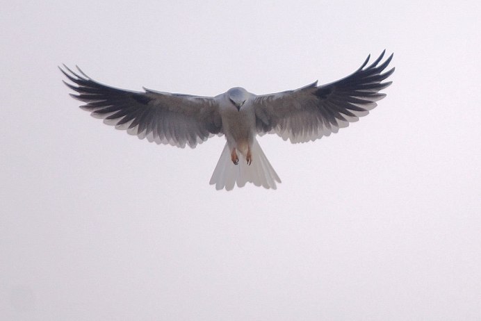 Elanus caeruleus