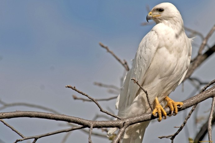 Elanus caeruleus