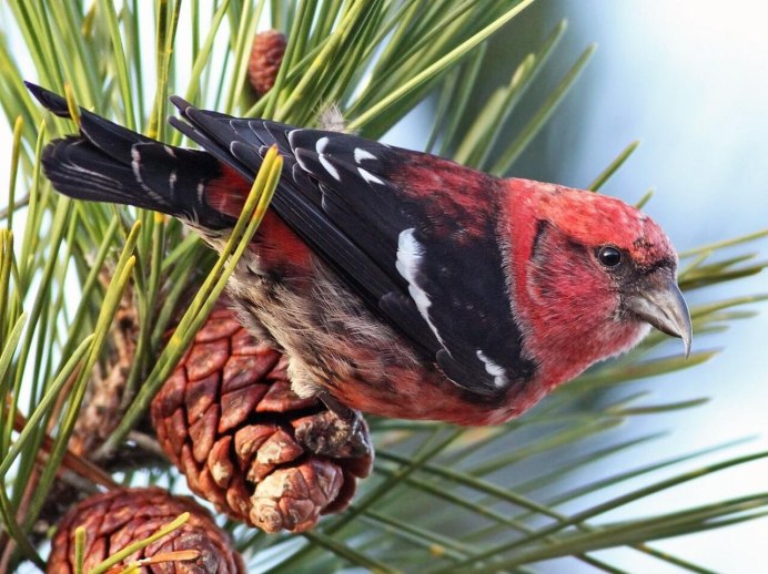Клёст-Сосновик Loxia pytyopsittacus