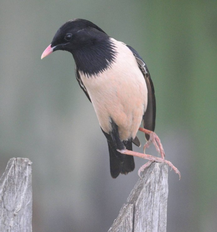 Розовый скворец