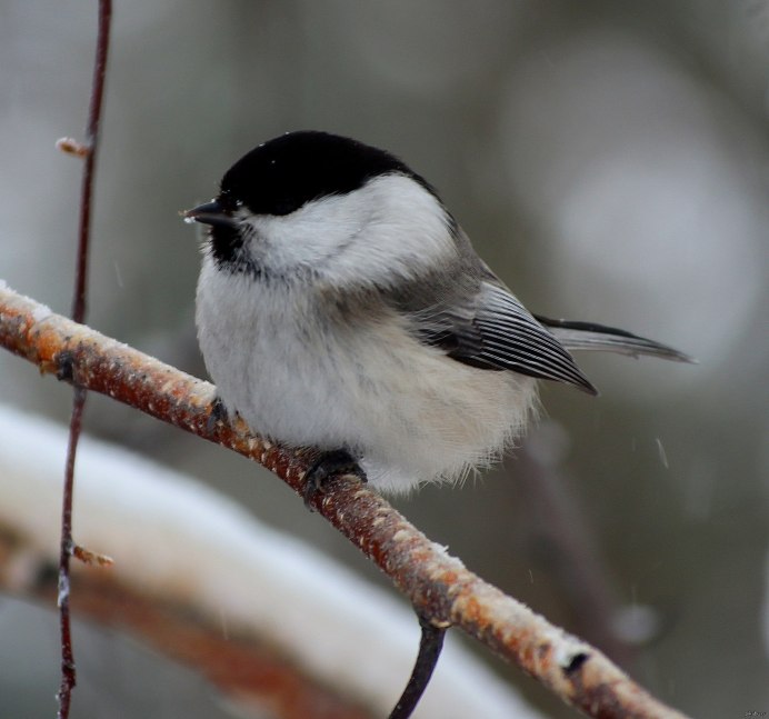 Серая лазоревка птица