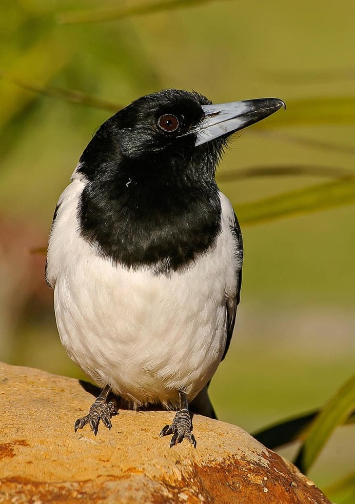 Птица с белой грудкой