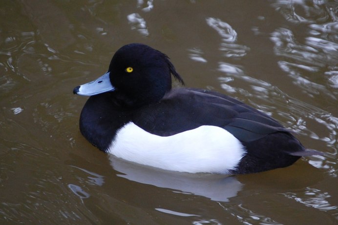 Турпан большой крохаль