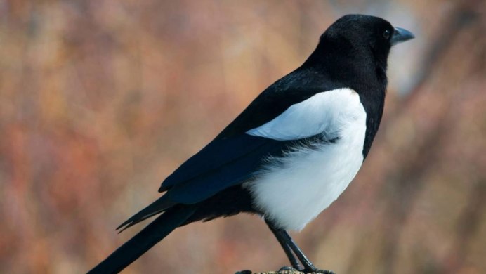 Сорока и синица