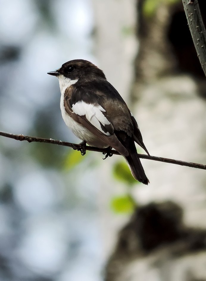 Мухоловка-пеструшка (Ficedula hypoleuca)