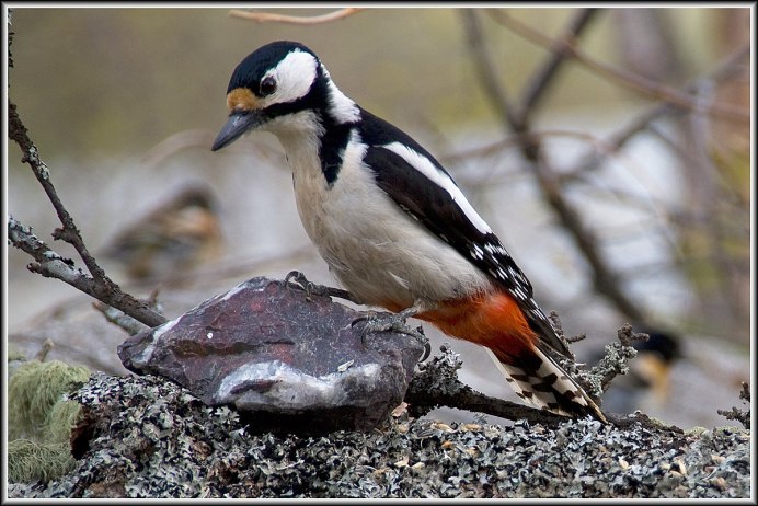 Dendrocopos assimilis