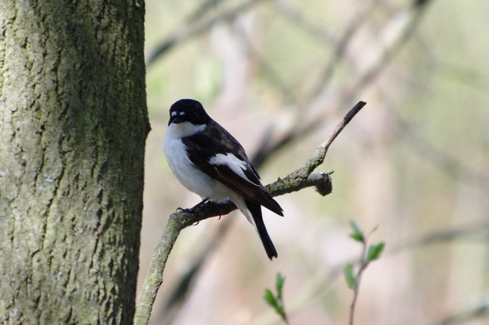 Мухоловка пеструшка черная