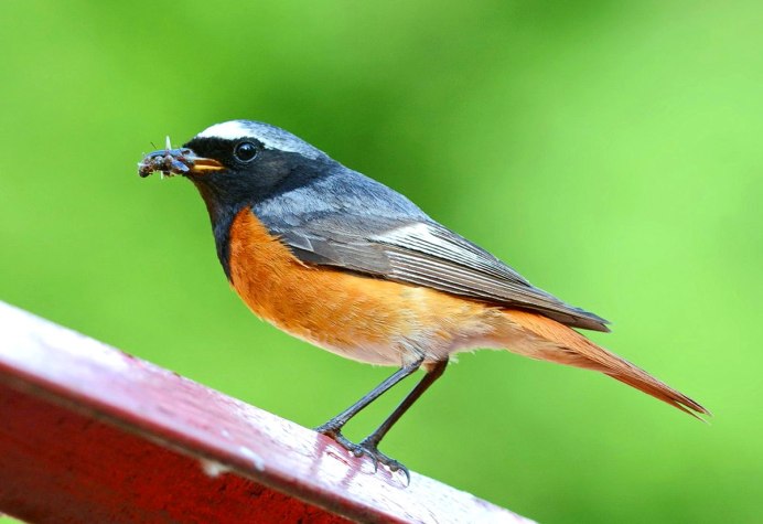 Боровая сорока