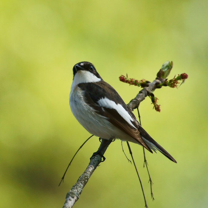 Обыкновенная горихвостка самец