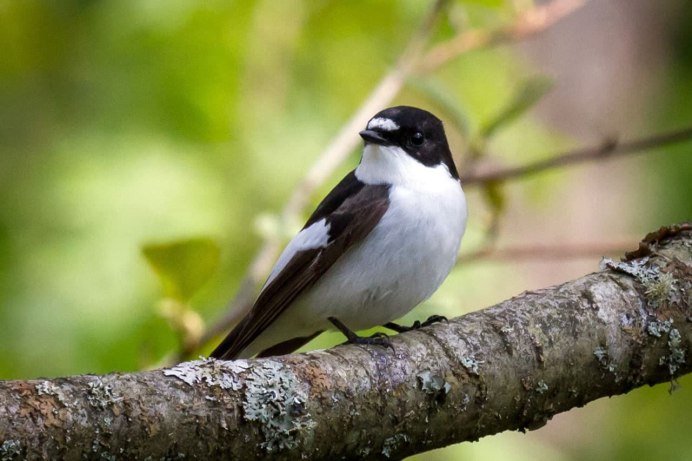 Петрушка мухоловка птица