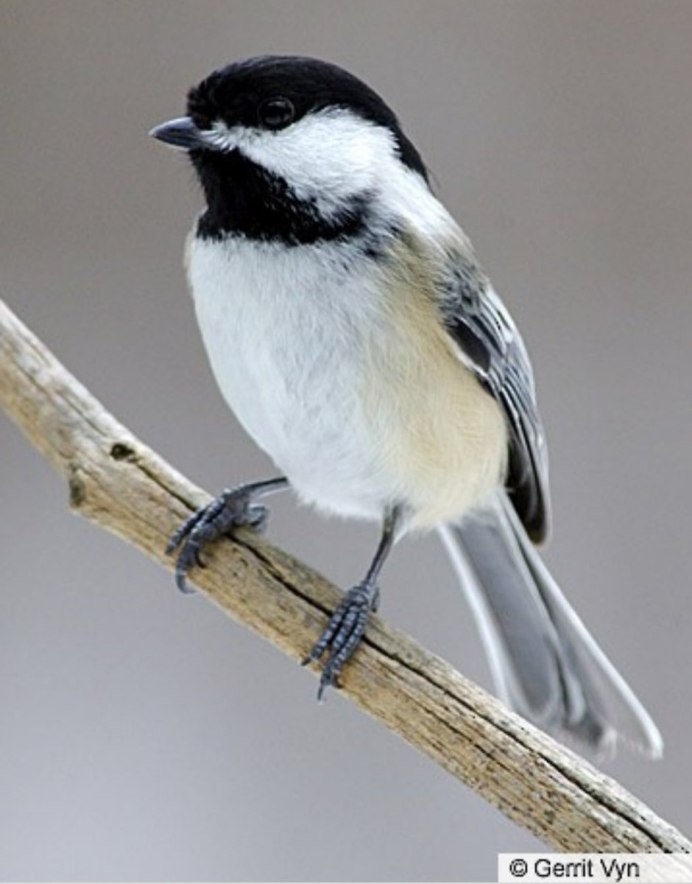 Маленькая черно белая птичка