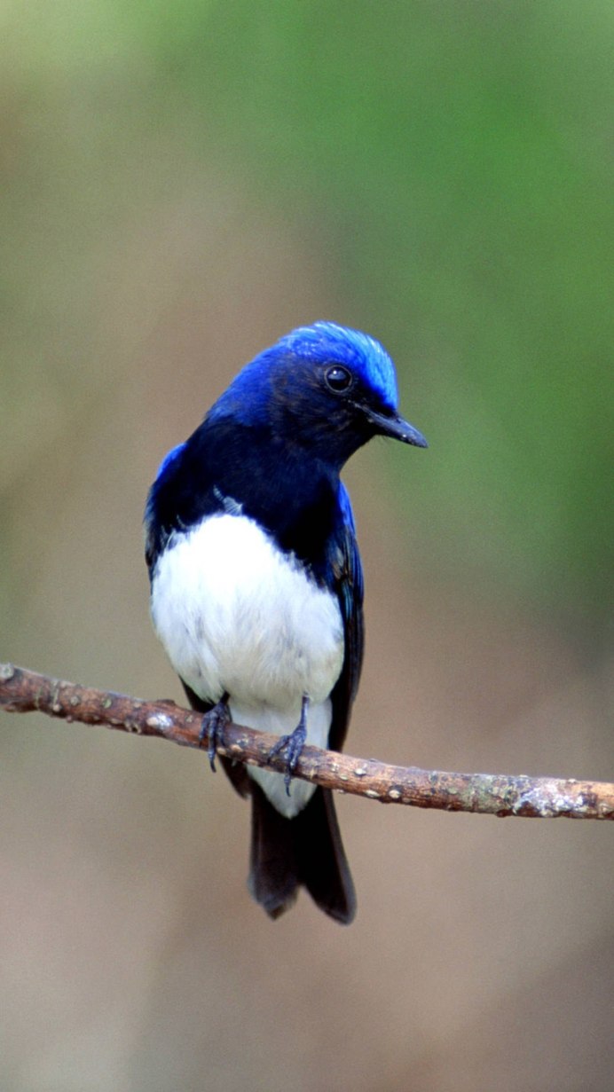 Птица с голубой спинкой