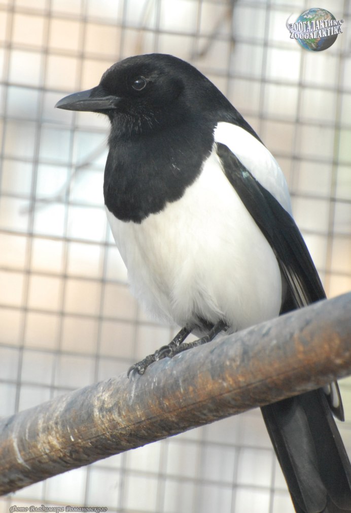 Черная птица с белой грудкой