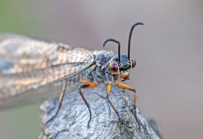 Myrmeleon formicarius