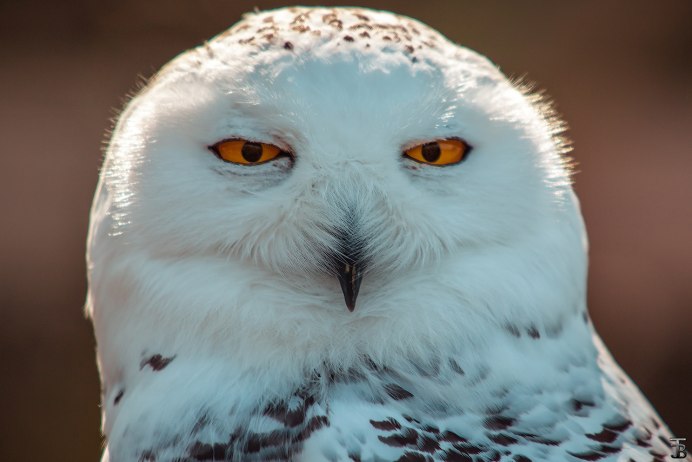 Сова Полярная белая