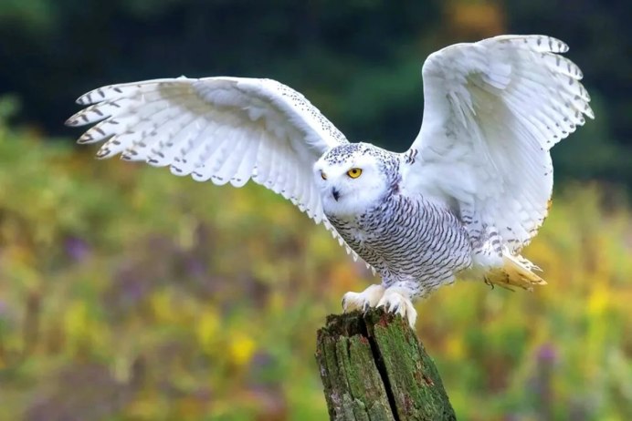 Сова Полярная белая