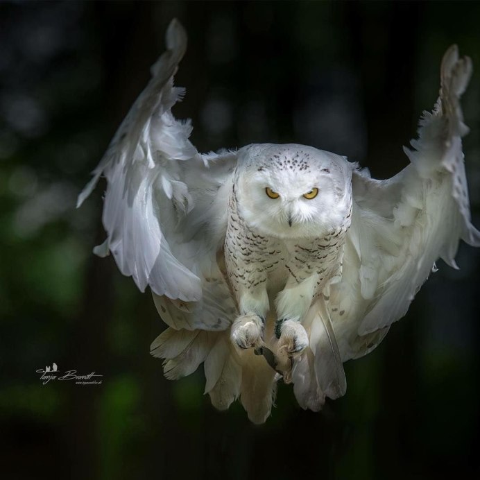 Совы Полярные