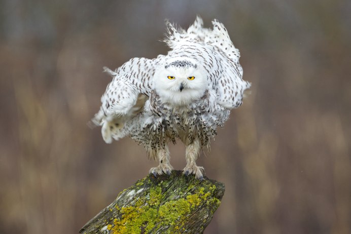 Северная Сова птица