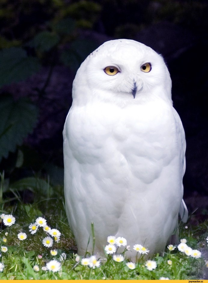 Сова Полярная белая