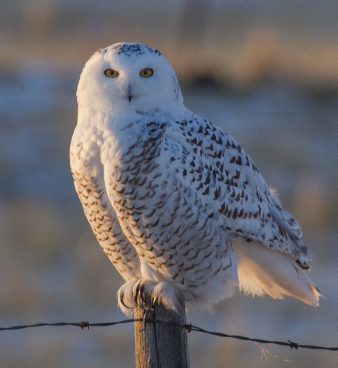 Совы Полярные
