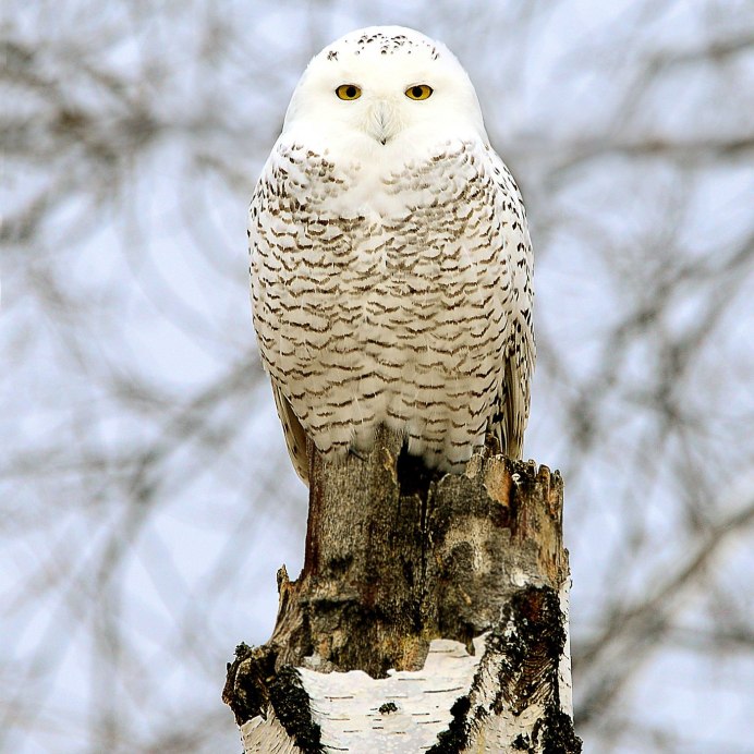 Сова Полярная белая