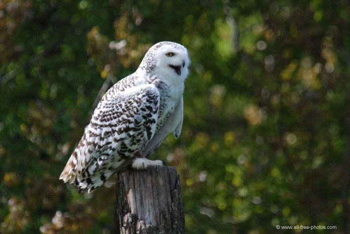 Полярная Сова самка