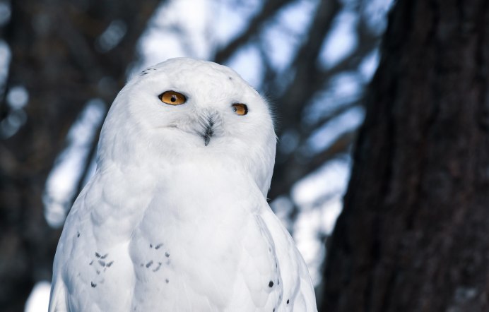 Полярная Сова фотографии