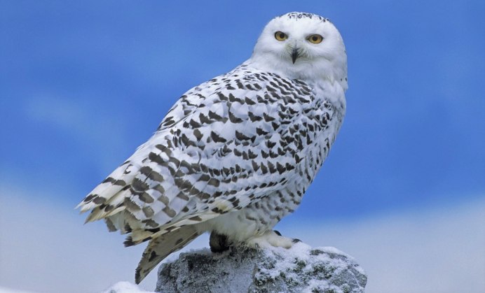 Полярная Сова в тундре