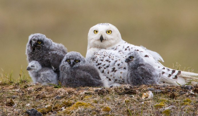 Веселая Сова