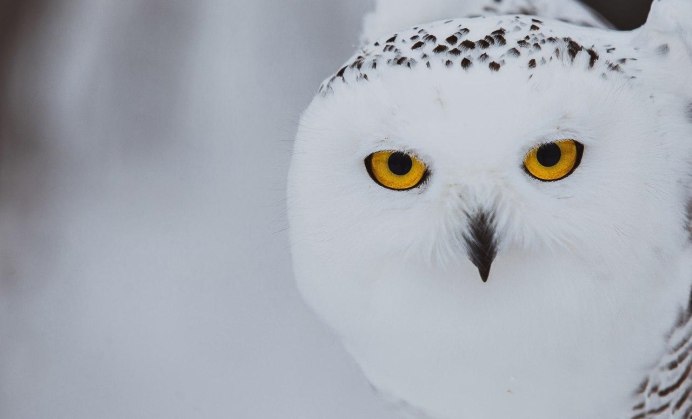 Глаза полярной Совы