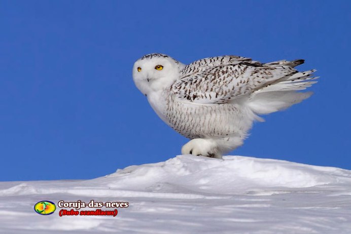 Полярная Сова фото в тундре