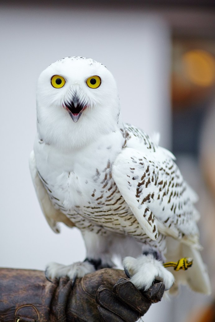 Полярная Сова Харп