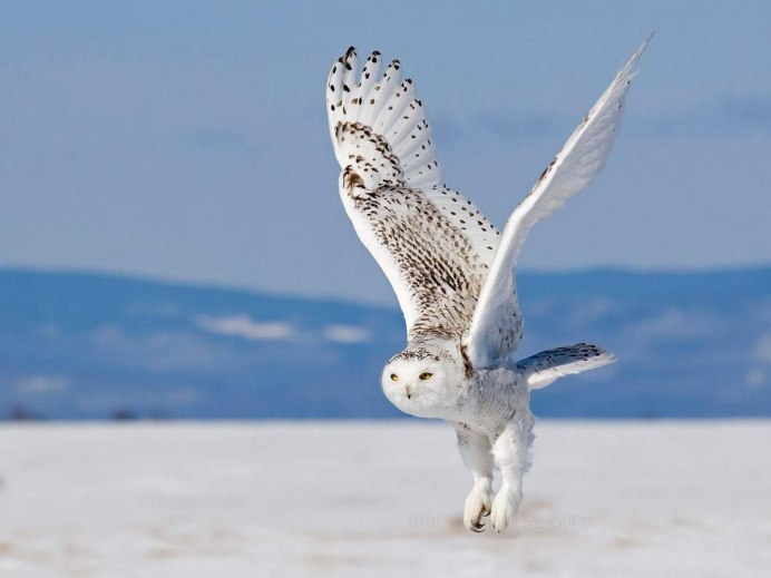 Животные тундры Полярная Сова