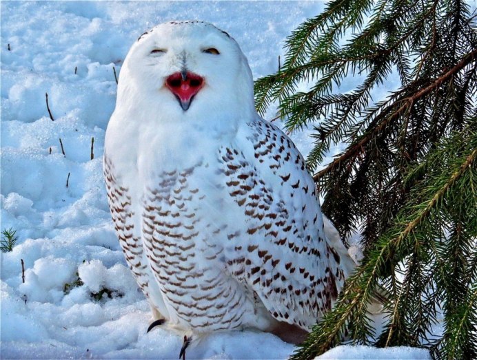 Полярная Сова Харп