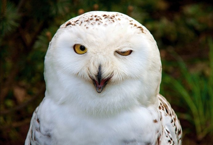 Сова в полете арт