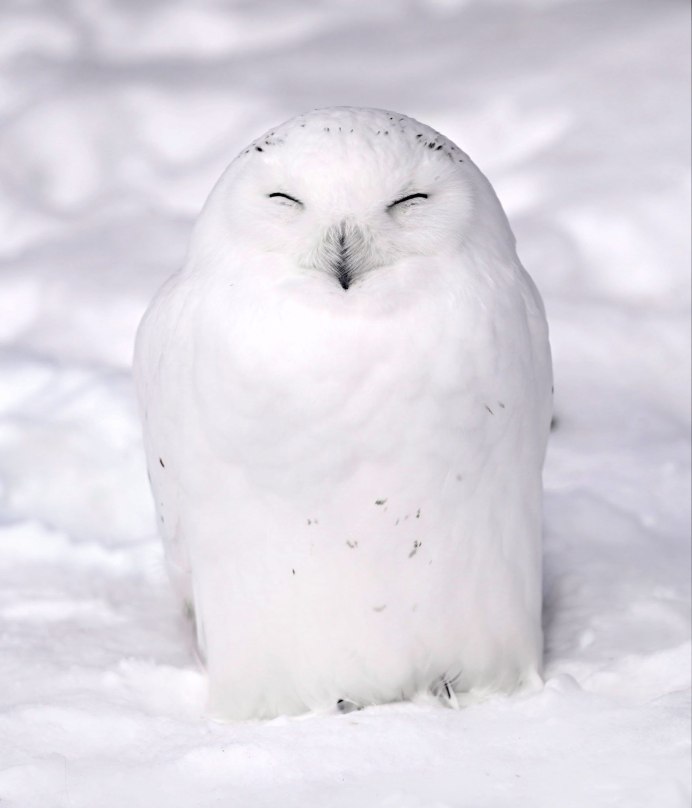 Полярная Сова зимой