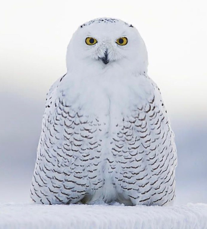 Полярная Сова в тундре