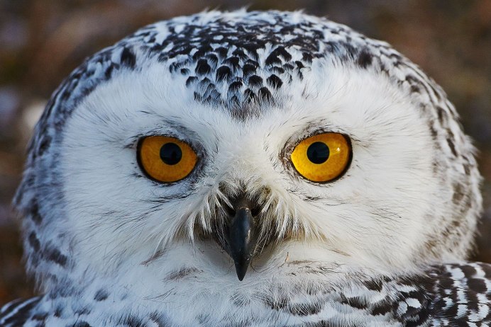 Полярная Сова зимой