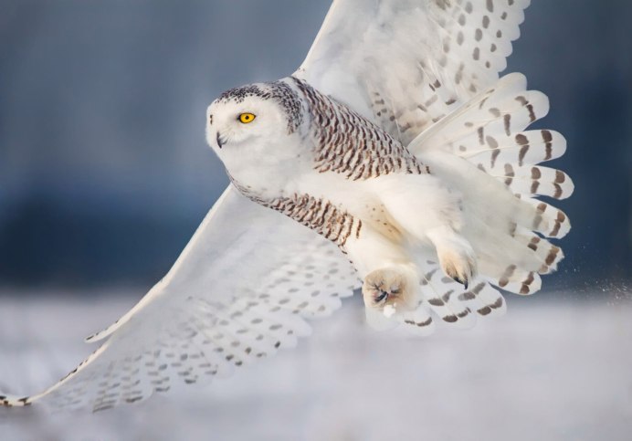 Полярная Сова птица