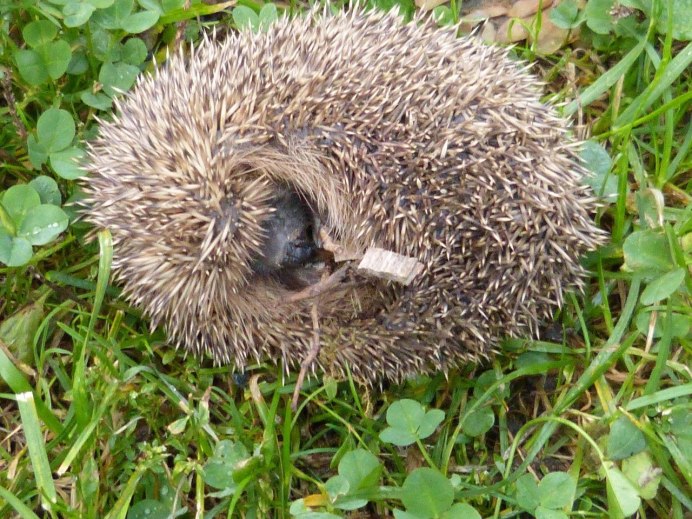 Erinaceus europaeus