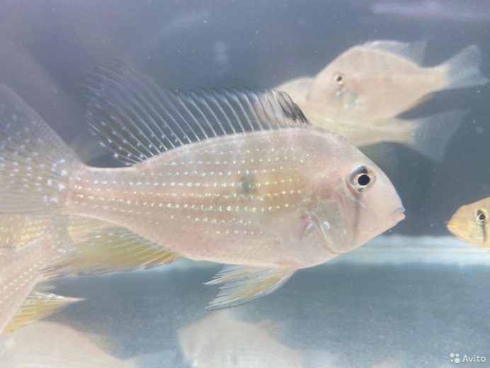 Геофагус Acarichthys