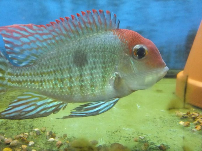 Geophagus Proximus
