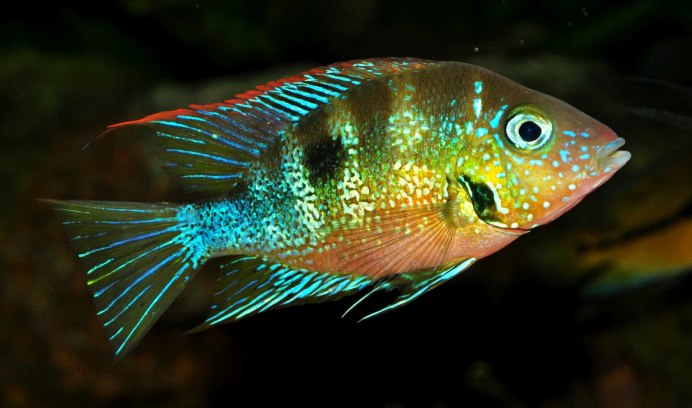 Geophagus crassilabris