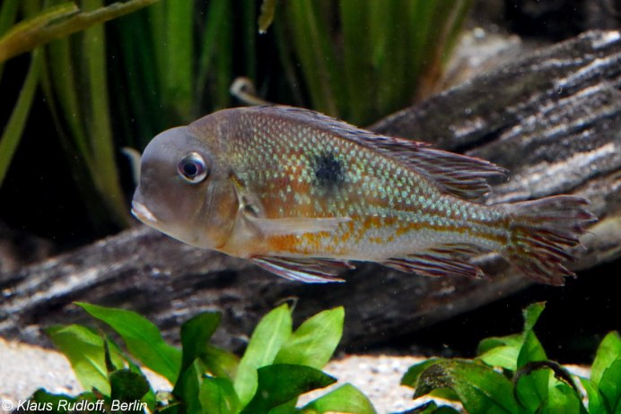 Fish Cichlids
