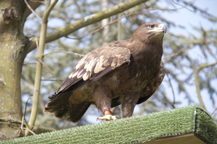 Орёл могильник птица