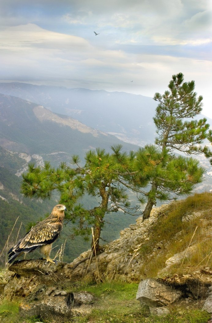 Орел сидит на скале