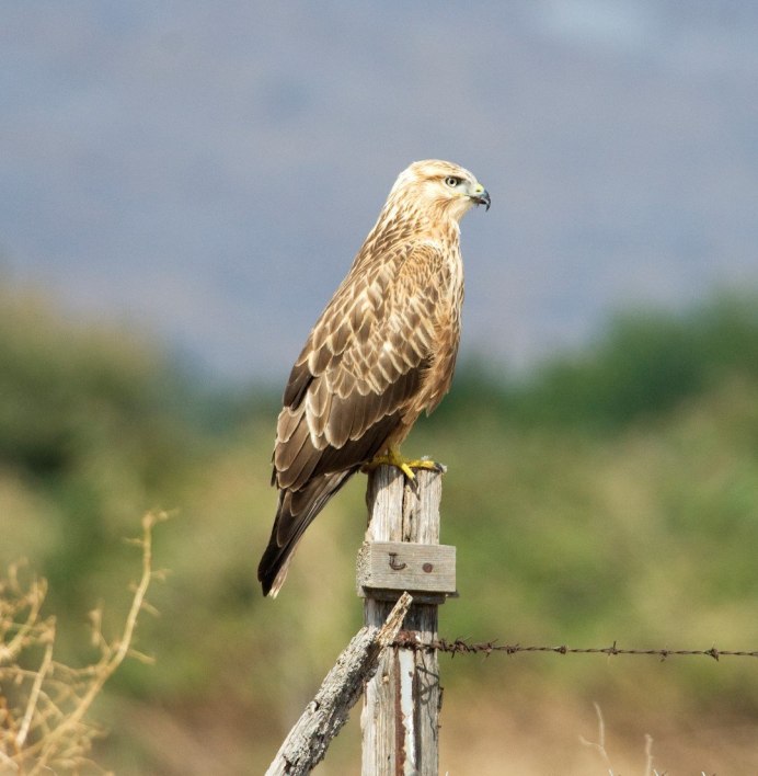 Дагестанские Орлы горные